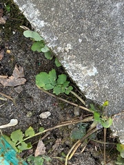 Chelidonium majus
