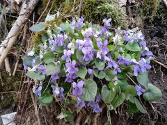 Viola collina