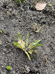 Taraxacum officinale