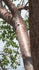 Bursera simaruba
