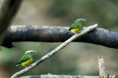 Snow-Capped Manakin photo 1