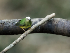 Snow-Capped Manakin photo 2