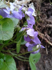 Viola collina
