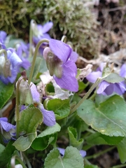 Viola collina