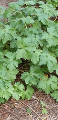 Geranium × oxonianum
