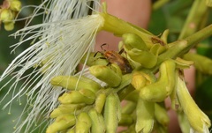 Notholopus filicornis