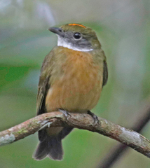 Orange-Crested Manakin photo 5