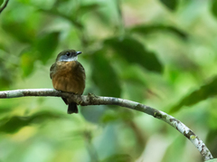 Orange-Crested Manakin photo 4