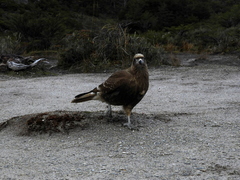 Daptrius albogularis