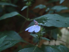 Justicia petiolaris
