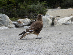 Daptrius albogularis