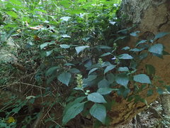 Justicia petiolaris