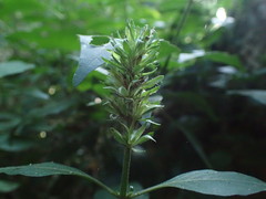 Justicia petiolaris