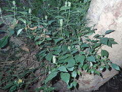 Justicia petiolaris