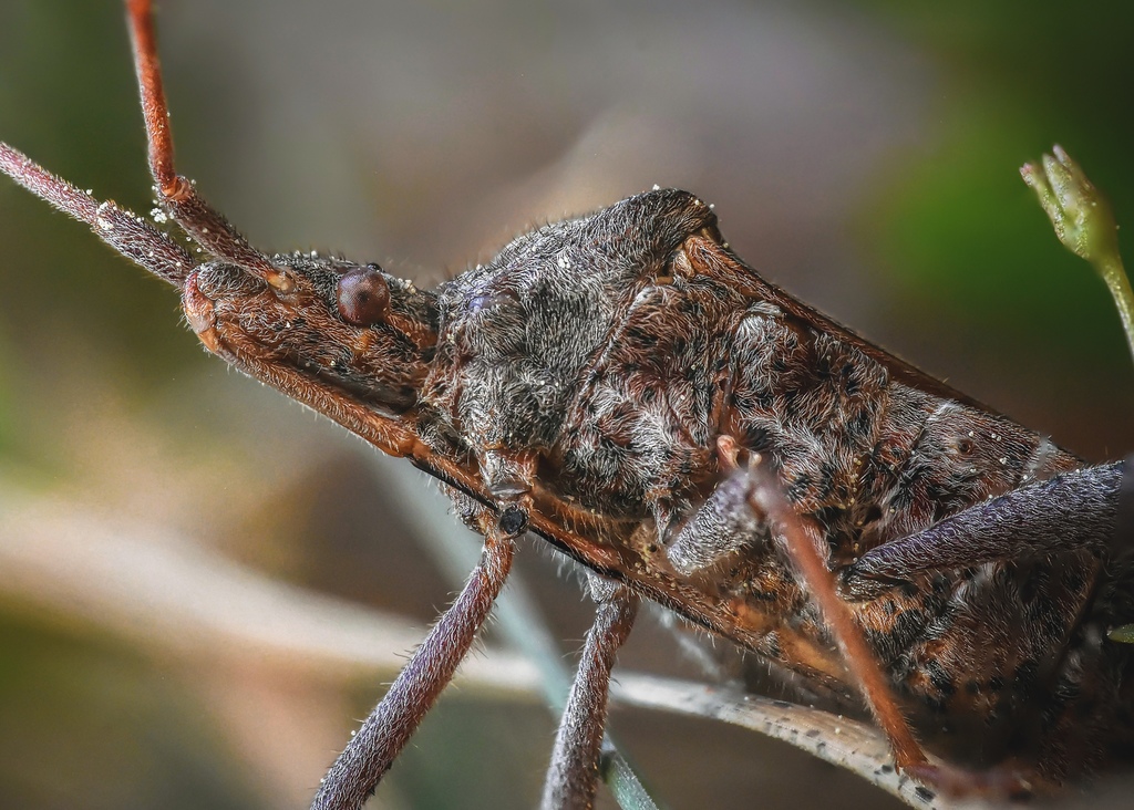 Leaf-footed Pine Seed Bug from Ermandus Dr, Honea Path, SC, US on April ...