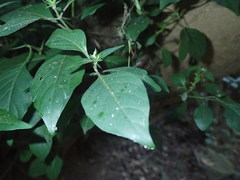 Justicia petiolaris