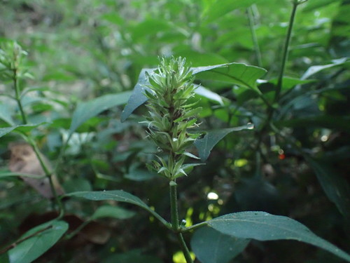 Image of Justicia petiolaris by (c) Mahomed Desai, some rights reserved (CC BY)