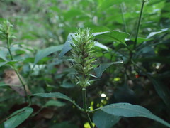 Justicia petiolaris
