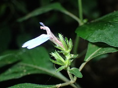 Justicia petiolaris