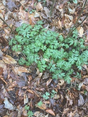 Hydrophyllum virginianum