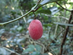 Allocassine laurifolia
