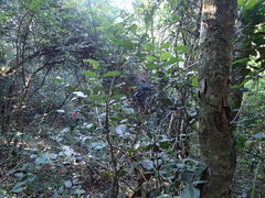 Allocassine laurifolia