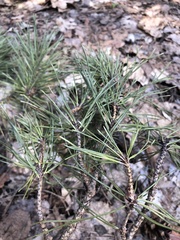 Pinus sylvestris