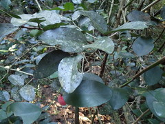 Allocassine laurifolia