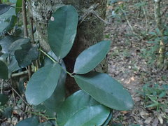 Allocassine laurifolia