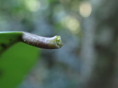 Allocassine laurifolia