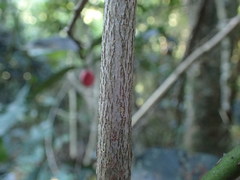 Allocassine laurifolia