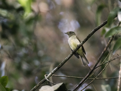 Sulphur-Bellied Tyrant-Manakin photo 2