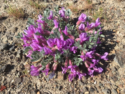 Astragalus purshii var. glareosus