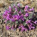Gravel Milkvetch - Photo (c) Peter Zika, some rights reserved (CC BY-NC), uploaded by Peter Zika