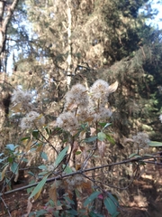 Ageratina glabrata