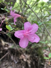 Rhododendron noriakianum