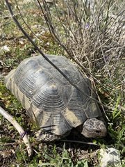 Testudo marginata