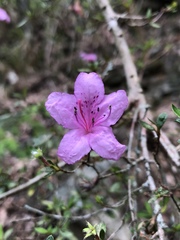 Rhododendron noriakianum