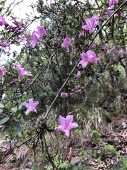 Rhododendron noriakianum