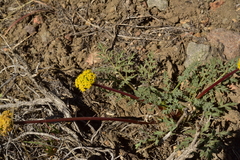 Lomatium austiniae