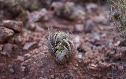 resurrection plant