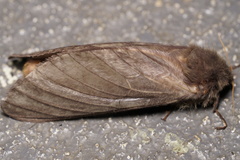 Oxycanus