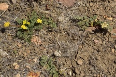 Lomatium austiniae