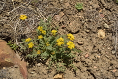 Lomatium austiniae
