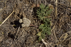 Lomatium austiniae