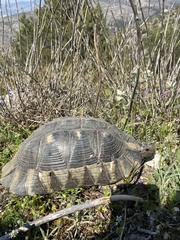 Testudo marginata