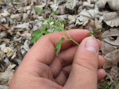 Phacelia ranunculacea