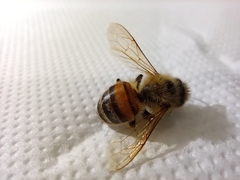 Apis mellifera