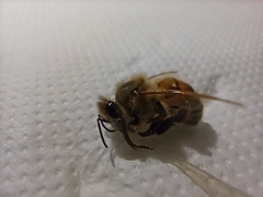 Apis mellifera