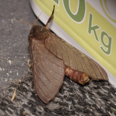 Oxycanus